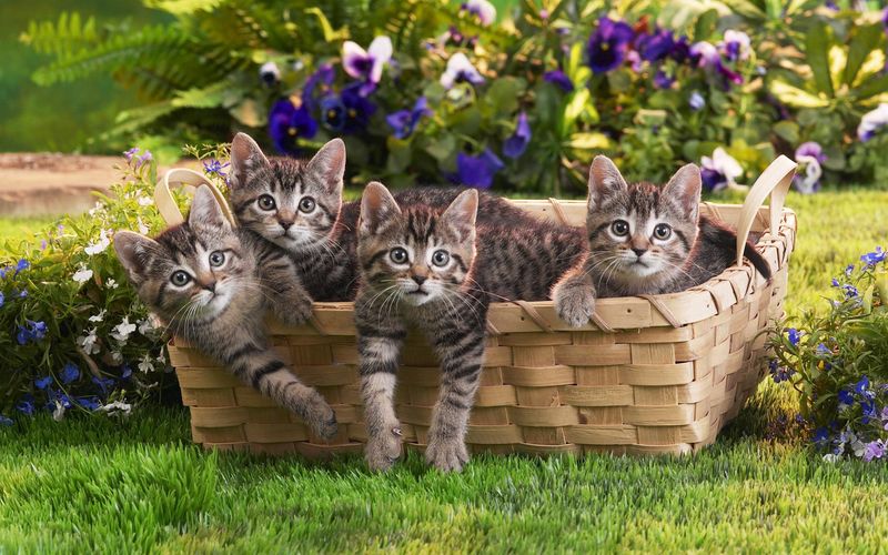 50 удивительных фактов о кошках