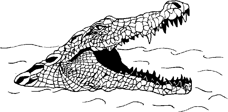 Раскраски Крокодилы