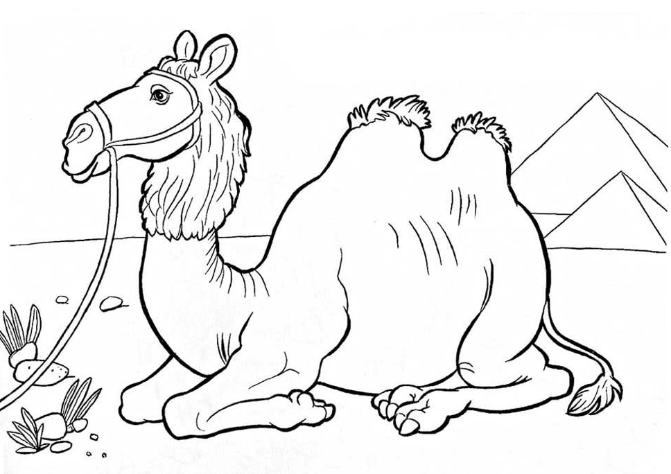 Раскраски Верблюды