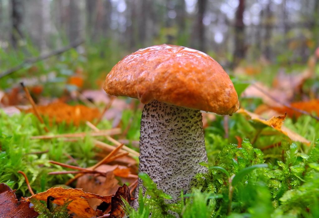 Подосиновик