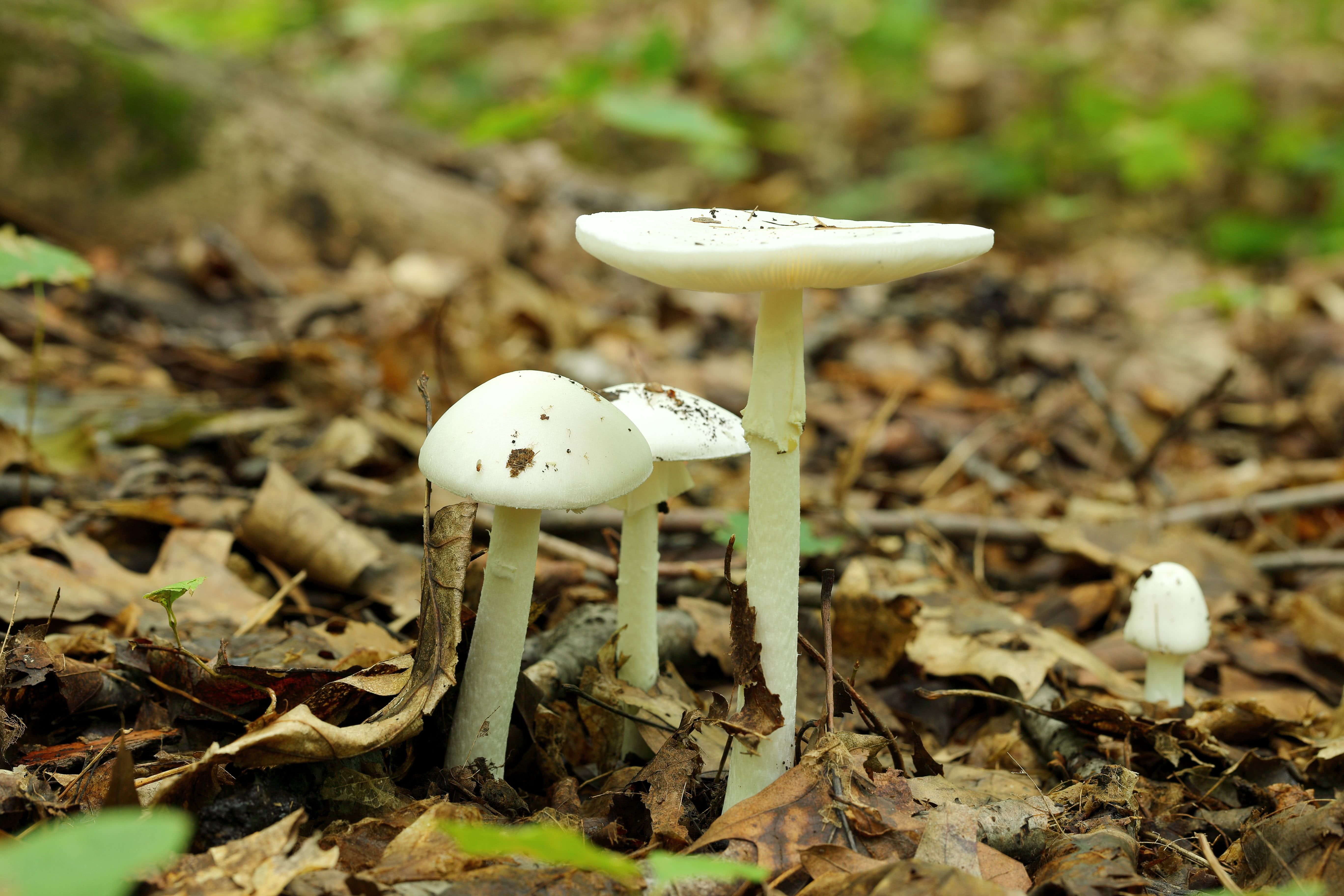 Мухомор вонючий