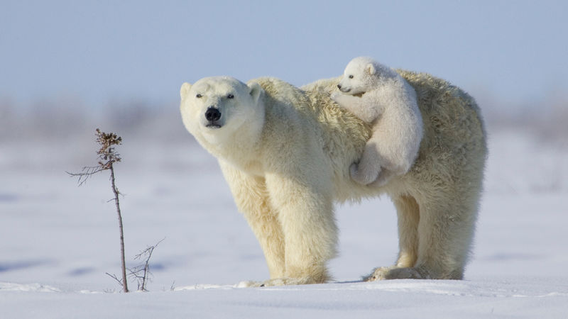 25 малоизвестных фактов о белых медведях