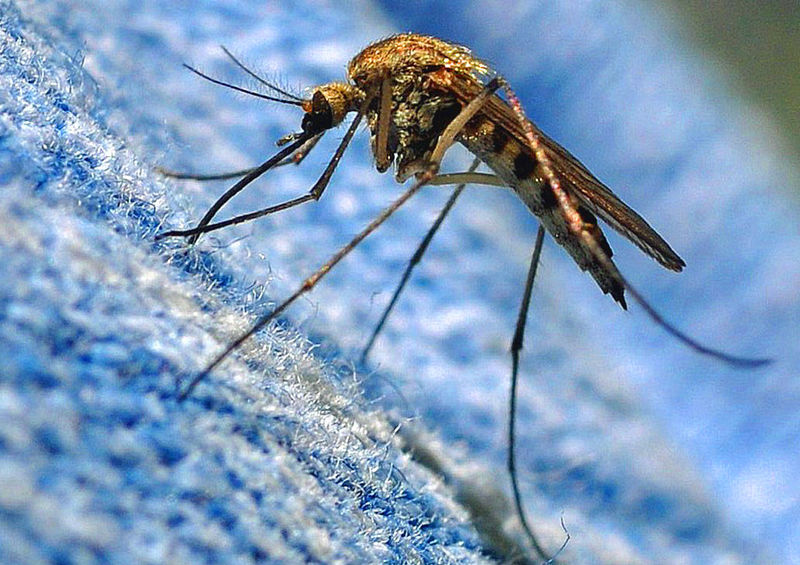 Некоторые факты о кровососущих насекомых