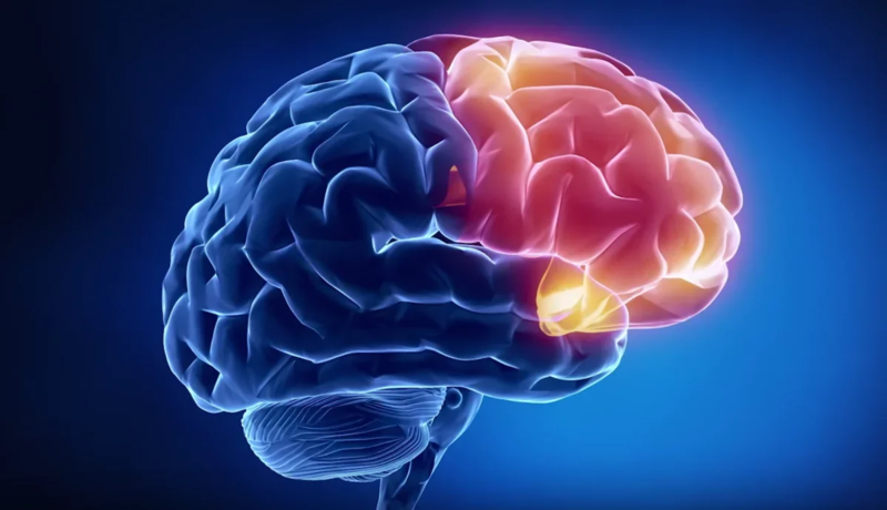 Интересные факты о мозге и психике