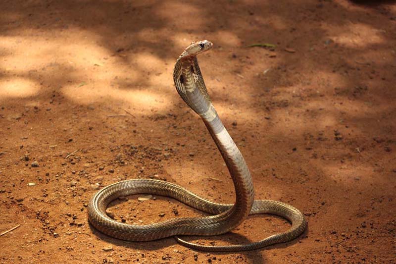 Любопытные факты о змеях