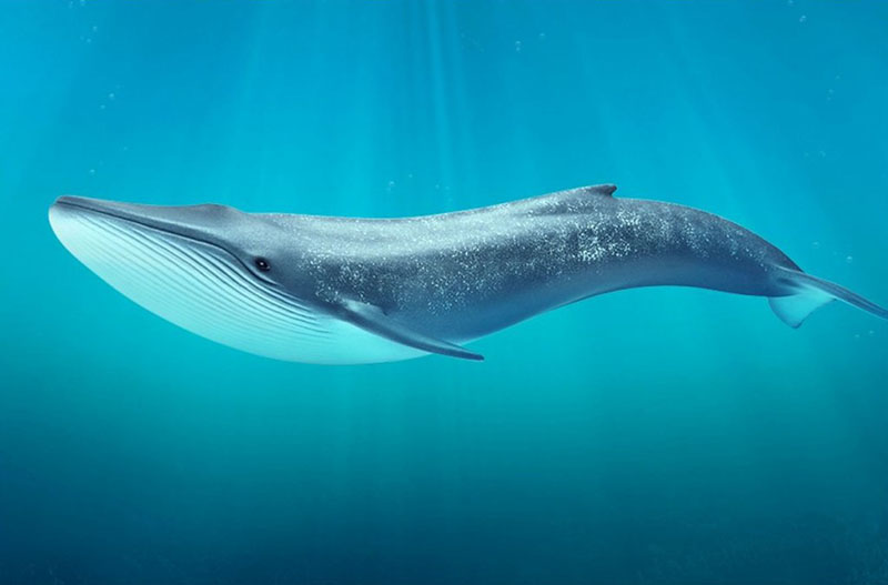 Удивительные факты о синих китах