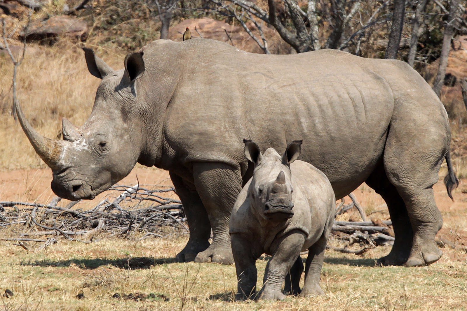 Удивительные факты о носорогах
