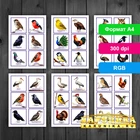 Обучающие материалы по теме Птицы