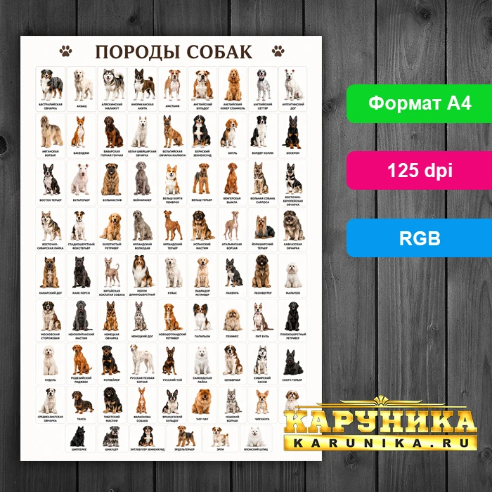 Энциклопедия пород собак в формате настенного плаката