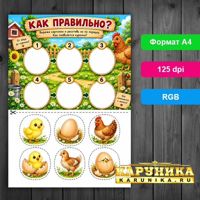 Развивающее задание для детей: жизненный цикл курочки